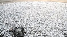 中당국, 톈진 물고기 대량 폐사에 “괜찮아”