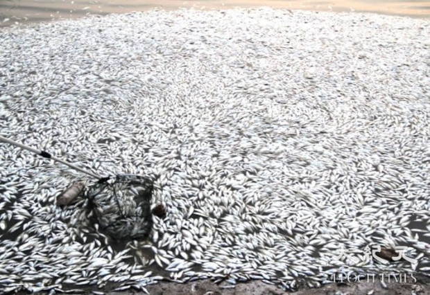 지난 20일에는 톈진항 사고현장 인근 하천에 돌연 떼죽음을 당한 수백 마리의 물고기가 밀려와 충격을 줬다. | ChinaFotoPress/Getty Images