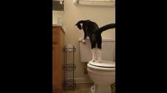 고양이의 도발…몰래 변기 물내려 ‘수도요금 폭탄’