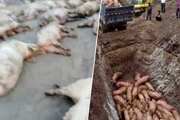 랴오닝(遼寧)성 선양(沈陽)시에서 아프리카돼지콜레라(ASF)가 발생했다. 감염된 돼지의 사망률은 100%에 달했지만, 당국은 해당 소식을 봉쇄했고 국민들은 공포에 떨었다. | 스크린 샷/에포크타임스 합성