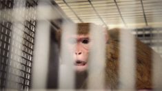 中, 원숭이 뇌에 인간 유전자 이식…생명윤리 논란