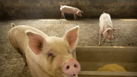 “중국 돼지열병, 실제로는 정부발표 2배 이상 확산 가능성” 식육업계