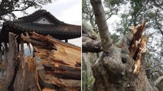 태풍 링링에 치명상 입은 500년 된 느티나무