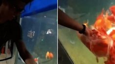 중앙에 손 넣고 물고기 먹이 줄 수 있는 신기한 어항 (영상)