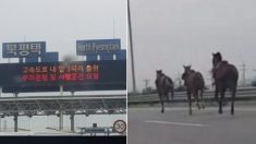 “전방에 말 3마리가 있습니다. 서행하세요” 고속도로 달리던 운전자가 충격받은 순간