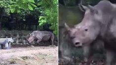 사육사들이 선물한 가짜 코뿔소 친구 만난 진짜 코뿔소의 ‘세젤귀’ 반응 (영상)
