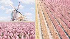네덜란드 튤립 농장에 간 당신이 볼 풍경은 이렇다 (사진)
