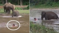 사람이 물에 빠진 줄 알고 허겁지겁 달려와 구조해준 아기 코끼리 (영상)