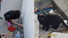 “곧 철거되는 노량진 수산시장 건물에 고양이들이 갇혀 있어요”
