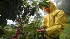 5년 연속 가뭄에 커피 원두 생산 둔화…가격 한달 새 25% ↑