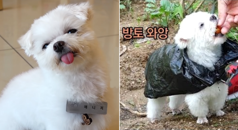 유튜브 'SBS TV동물농장x애니멀봐 공식 유튜브 채널입니다!'