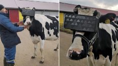 우유 생산량 늘리려고 젖소에게 ‘가상의 들판’ 보여주는 러시아 농장