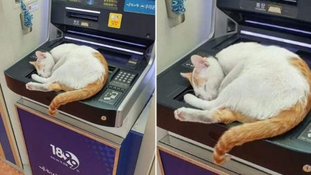 추운 날씨에 온기 찾아 ATM기 위에 올라가 몸 녹이며 ‘꿀잠’자는 고양이