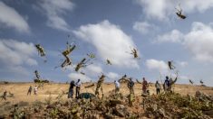 유엔 “아프리카 메뚜기 떼 확산, 수백만 명 목숨 위협…파괴적 재앙”