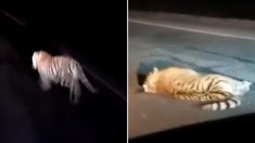 버스에 치여 목숨 잃은 멸종위기 ‘백두산 호랑이’ (블랙박스 영상)