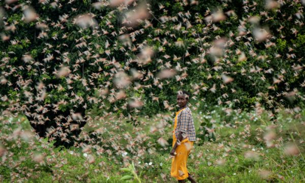 케냐의 카티카 마을의 한 농부가 농작물을 먹어 치우고 있는 사막 메뚜기떼에 둘러싸인 채 뒤를 돌아보고 있다(Ben Curtis/AP Photo=연합뉴스)