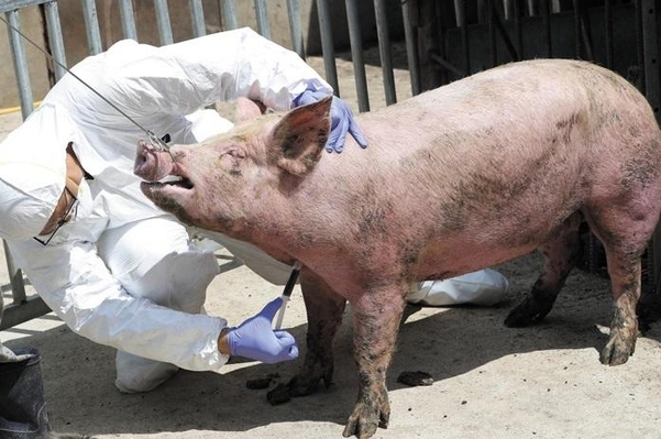 돼지열병 | 연합뉴스