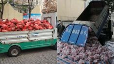 우한 시민들 먹으라고 ‘쓰레기 차’로 돼지고기 가져와 땅바닥에 쏟아놓은 중국