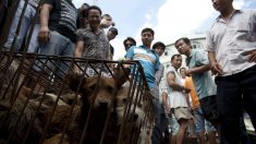 개 도축장 철거 2년…국내 개고기 음식점, 어디서 유통된 고기 파나