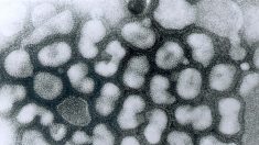 中 연구소, 2013년에 신종플루와 조류독감 합성해 신종 바이러스 127종 제조했었다