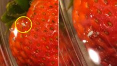 “꾸물꾸물…” 딸기를 소금물에 30분 담가두자 벌어진 일 (1분 영상)