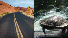 고속도로 주행 중 차 앞 유리에 ‘거북이’가 날아와 박혔다