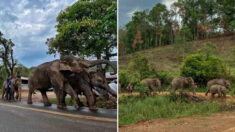 관광객 끊긴 덕분에 학대받던 태국 코끼리들 고향으로 돌아간다