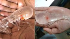 일본 심해에서 속 훤히 들여다보이는 ‘투명 새우’가 잡혔다