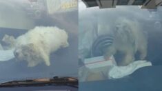 “도와주세요” 쓰레기+심한 악취로 가득한 차 속에서 1년 동안 방치된 강아지