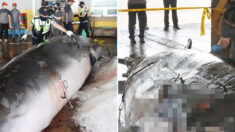 울산 앞바다서 작살 6개 꽂혀 처참하게 죽은 밍크고래 2마리가 발견됐다