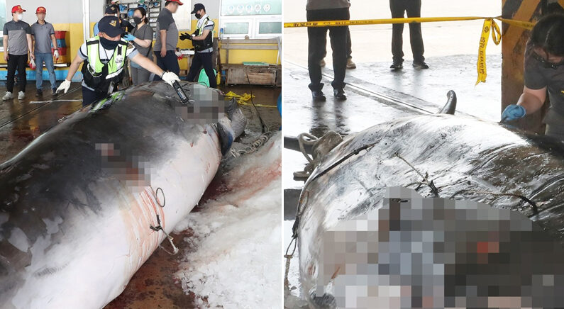 밍크고래 사체를 금속탐지기로 조사하는 해경 | 연합뉴스 
