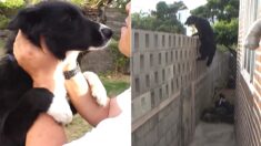 유기견 출신 강아지가 2m나 되는 담장을 매일 뛰어넘었던 이유 (영상)