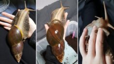 한 누리꾼이 500일간 온갖 정성을 다해 키운 ‘달팽이’ 수준