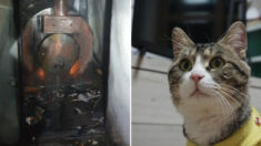 한밤중 보일러실에 불나자 큰 소리로 울어 대형화재 막은 고양이