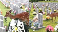 어제(27일)자 국립현충원 찾아와 국군들 묘역에 묵념하고 간 꽃사슴 연인
