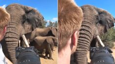 대가족 이끌던 대장 코끼리는 우연히 마주친 인간 앞에서 걸음을 멈춰 섰다 (영상)