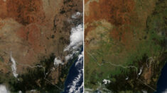 산불로 붉게 타올랐던 호주가 기록적인 폭우 덕분에 ‘녹색’으로 물들고 있다