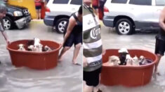 폭우로 집 물에 잠기자 ‘고무대야’ 끌고 강아지들부터 대피시키는 부부 (영상)