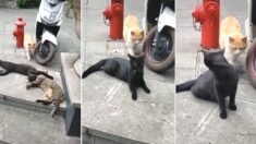 대낮에 공공장소에서 바람피우다 들킨 고양이의 ‘세젤귀’ 반응 (영상)