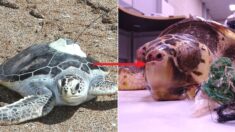 바다로 간 지 11일 만에 죽어 돌아온 ‘제주 앞바다’ 아기 거북이