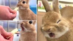 난생처음 사과 맛본 아기 토끼의 ‘세젤귀’ 표정 변화