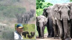 목숨 구해준 아저씨가 세상 떠나자 12시간 걸어 장례식장 찾아온 야생 코끼리들