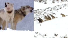 일부일처제인 늑대 세계에서 리더 늑대가 불륜 저지르면 벌어지는 일 (영상)
