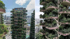 ‘도심 속 숲’ 꿈꿨지만 ‘모기 천국’으로 변한 중국 아파트