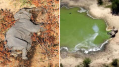 아프리카 코끼리 떼죽음 미스터리, 범인은 물웅덩이 ‘녹조’였다