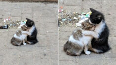 “길거리에서 서로를 안아주며 위로하는 고양이들을 만났습니다”