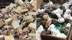 온라인 배송 중이던 ‘반려동물 4천 마리’가 중국 물류창고서 죽은 채 발견됐다