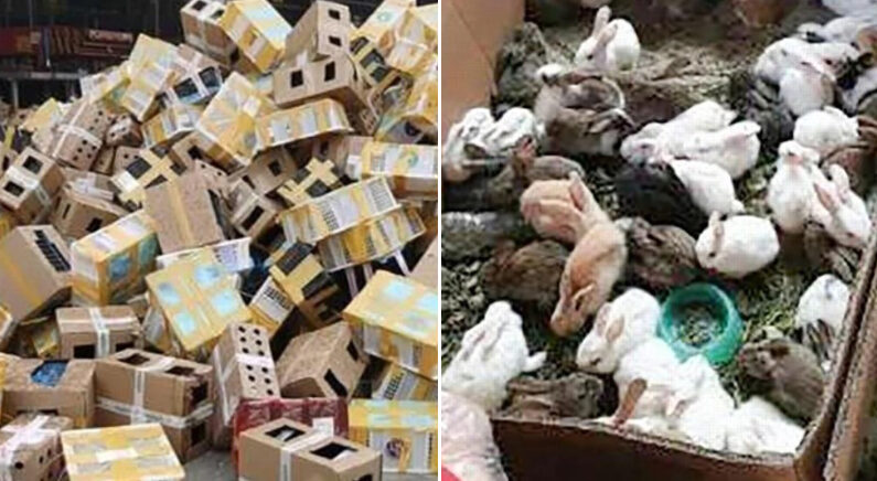[좌] 물류창고서 발견된 택배 상자 [우] 산 채로 구조된 토끼들 | SCMP