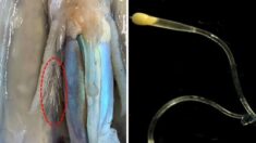 누리꾼들 기겁하게 만든 ‘오징어 기생충’ 정체를 해명한 수산과학원