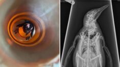 한시도 가만히 있지 않는 장꾸 ‘펭귄’의 엑스레이 찍는 기발한 방법